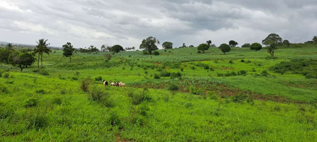 Behind Vipingo Ridge Plots