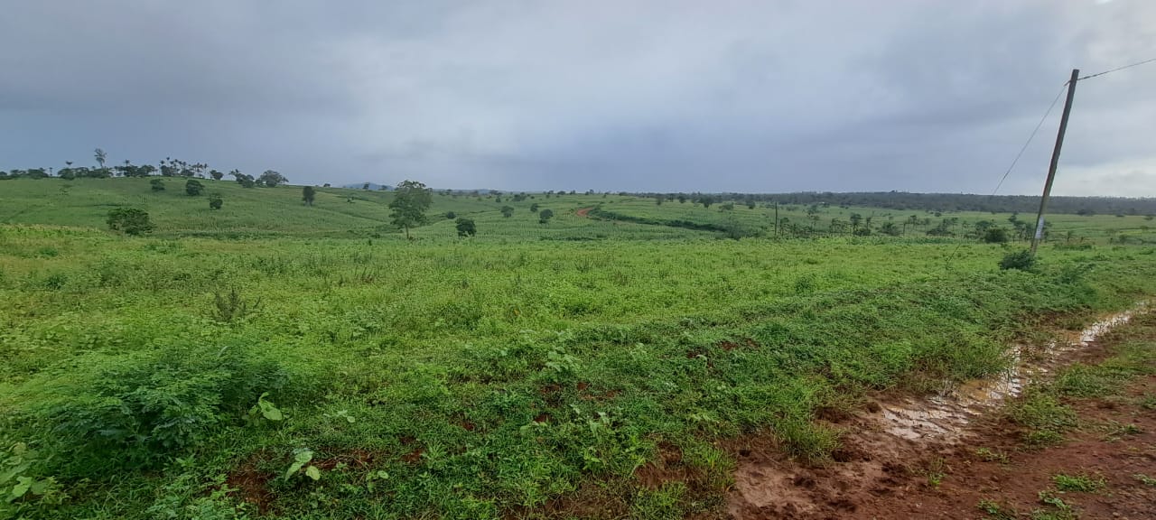 Behind Vipingo Ridge Plots