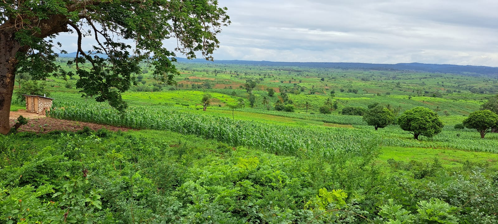 Behind Vipingo Ridge Plots